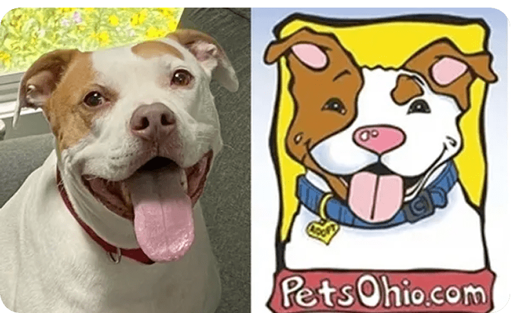 Happy dog with tongue out